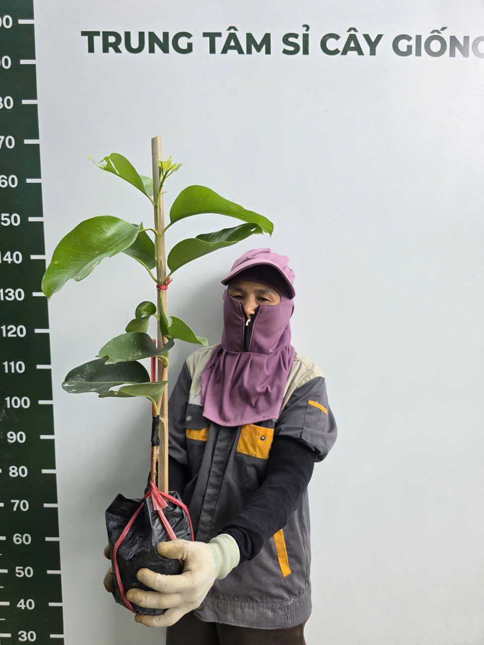 Trâm khổng lồ cây cao 60-80cm_thumbnail_1