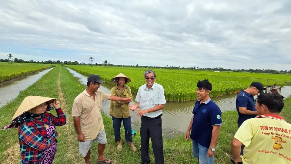 ST25: Giống lúa đã biến những cánh đồng nhiễm mặn thành cơ hội ở Đồng bằng sông Cửu Long