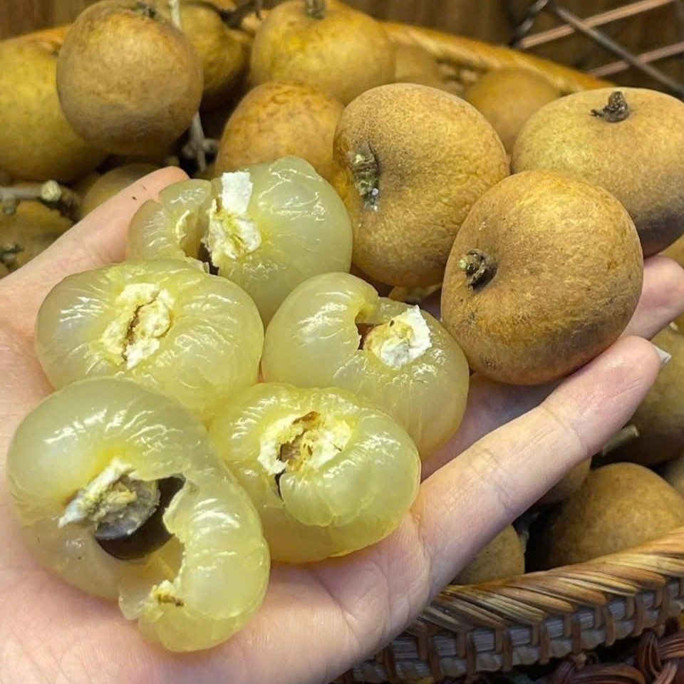 Nhãn Bắp Cải_thumbnail_2
