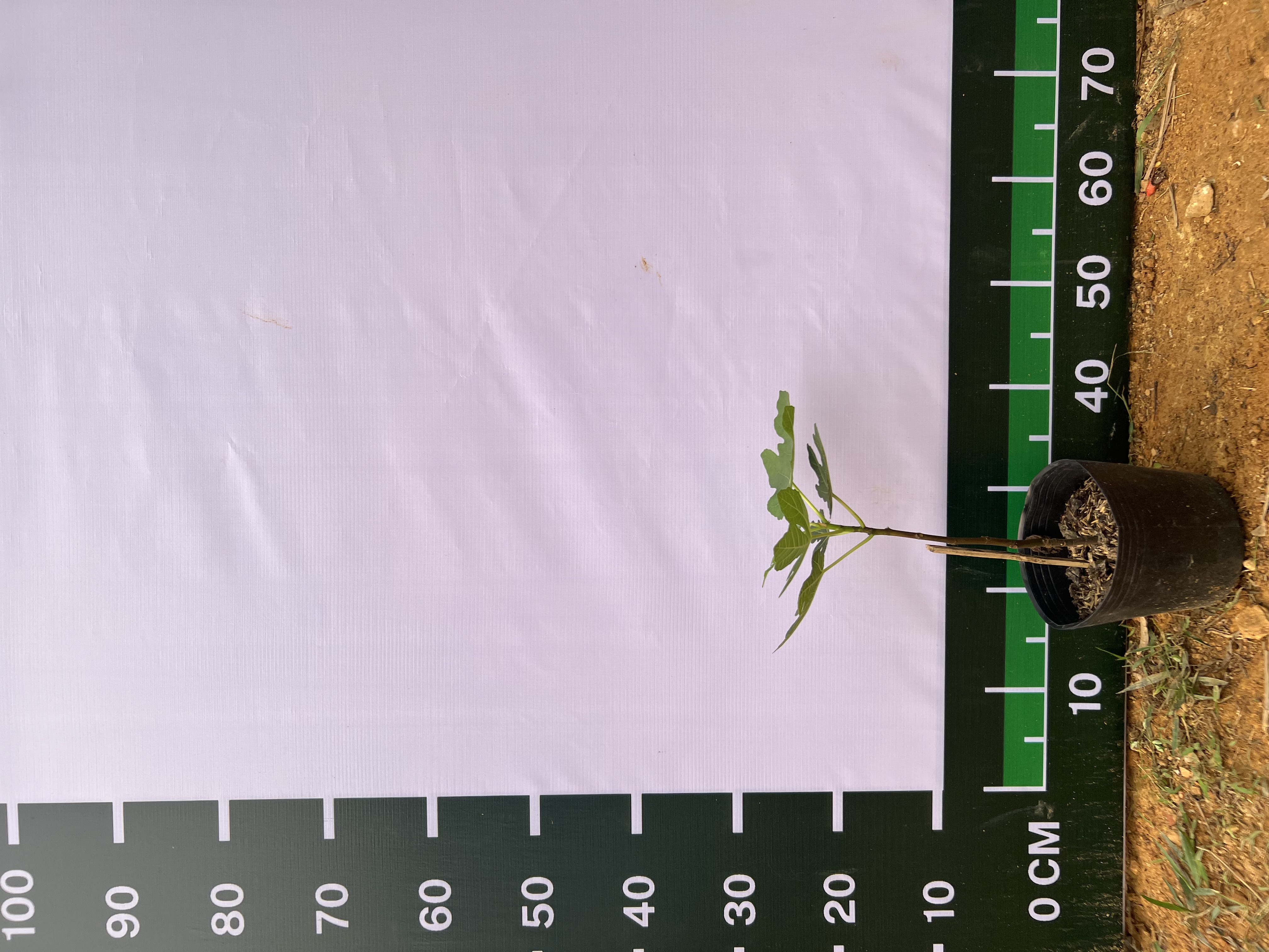 [SIÊU SALE] Sung Mỹ tím cao 20-30cm PT27 CALATA_thumbnail_10