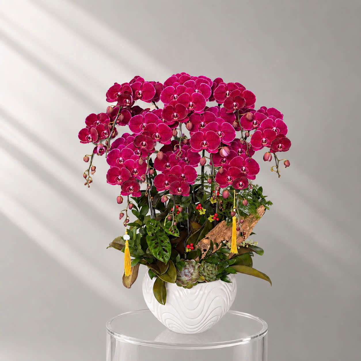 🌺Chậu Lan Hồ Điệp Tươi 10 Cành Đỏ Cherry – Phú Quý Rực Rỡ, Vượng Khí Tràn Đầy