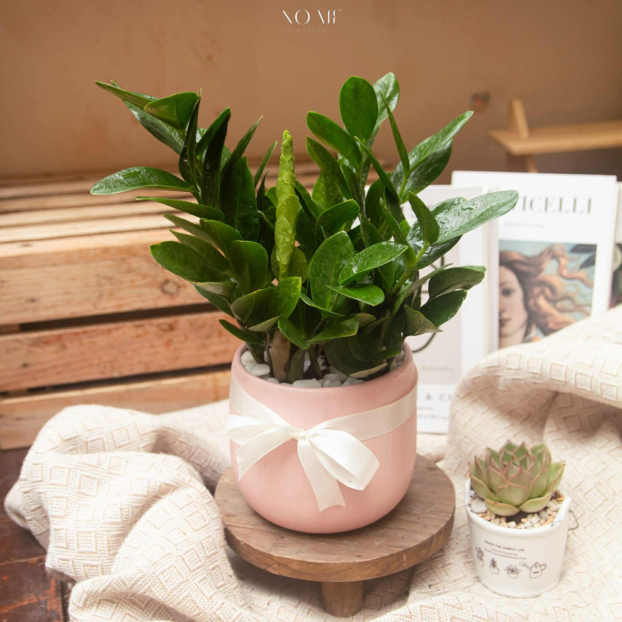 KIM TIỀN NHỠ CHẬU SỨ