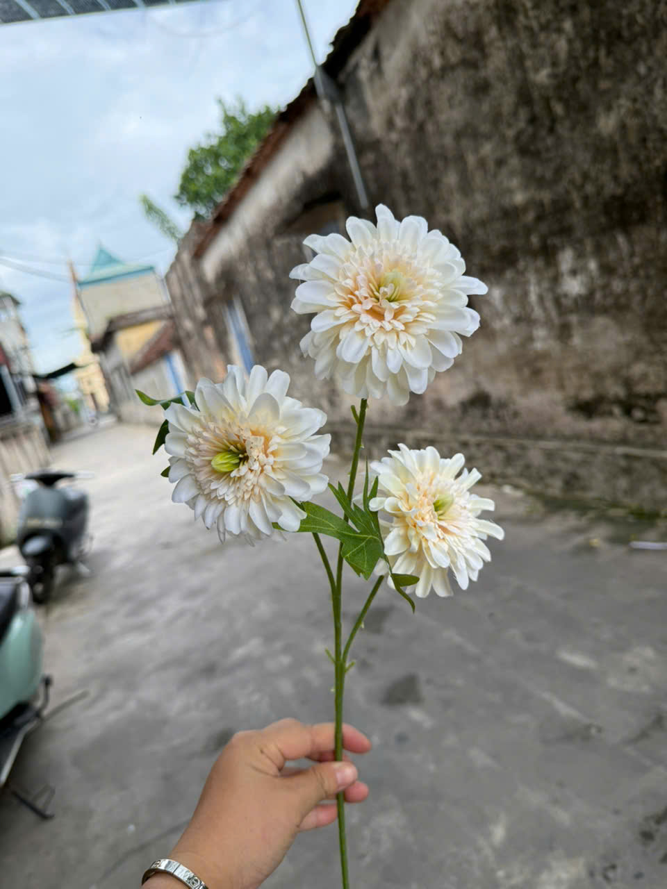 Cúc dược 3bông 18,5k_thumbnail_3