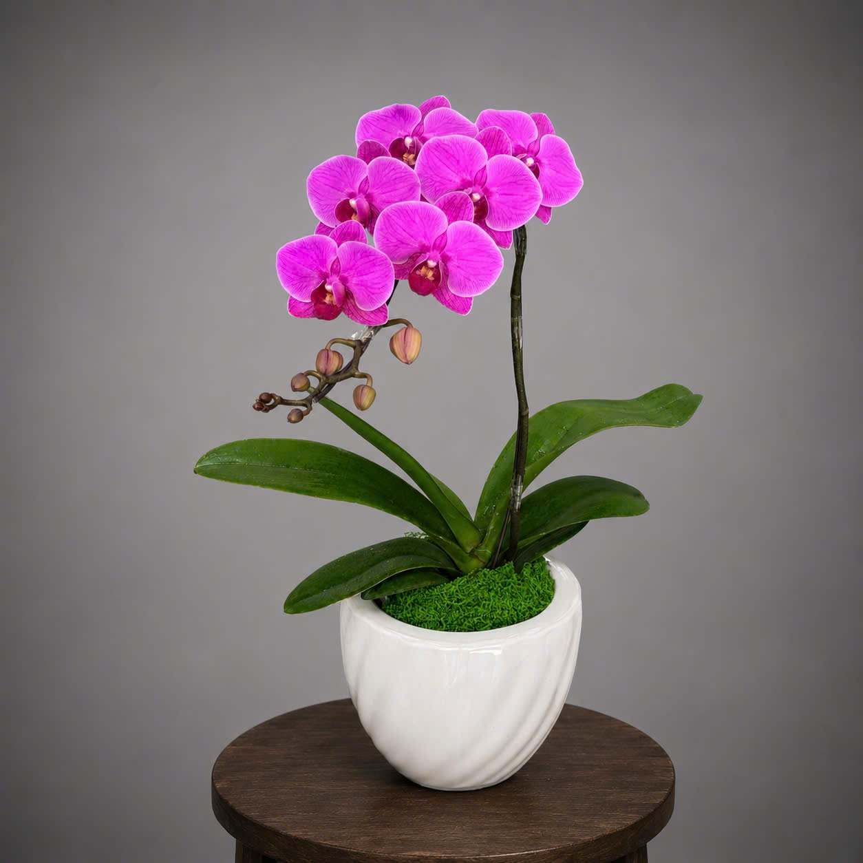 🌸 Chậu 1 Cây Lan Hồ Điệp Mini Tím – Nhỏ Gọn, Tinh Tế Và Đầy Cuốn Hút