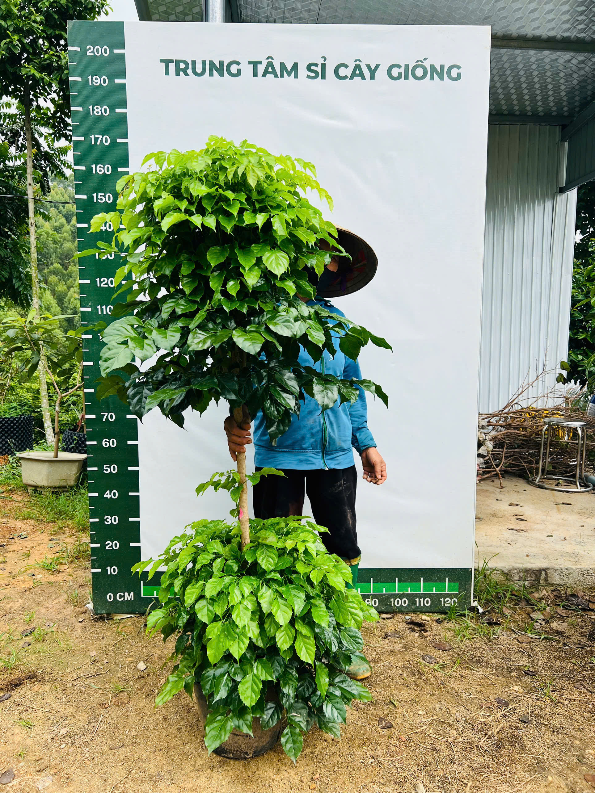 Hạnh phúc hai tầng cao 1.6-1.8m PT213 CALATA_thumbnail_5