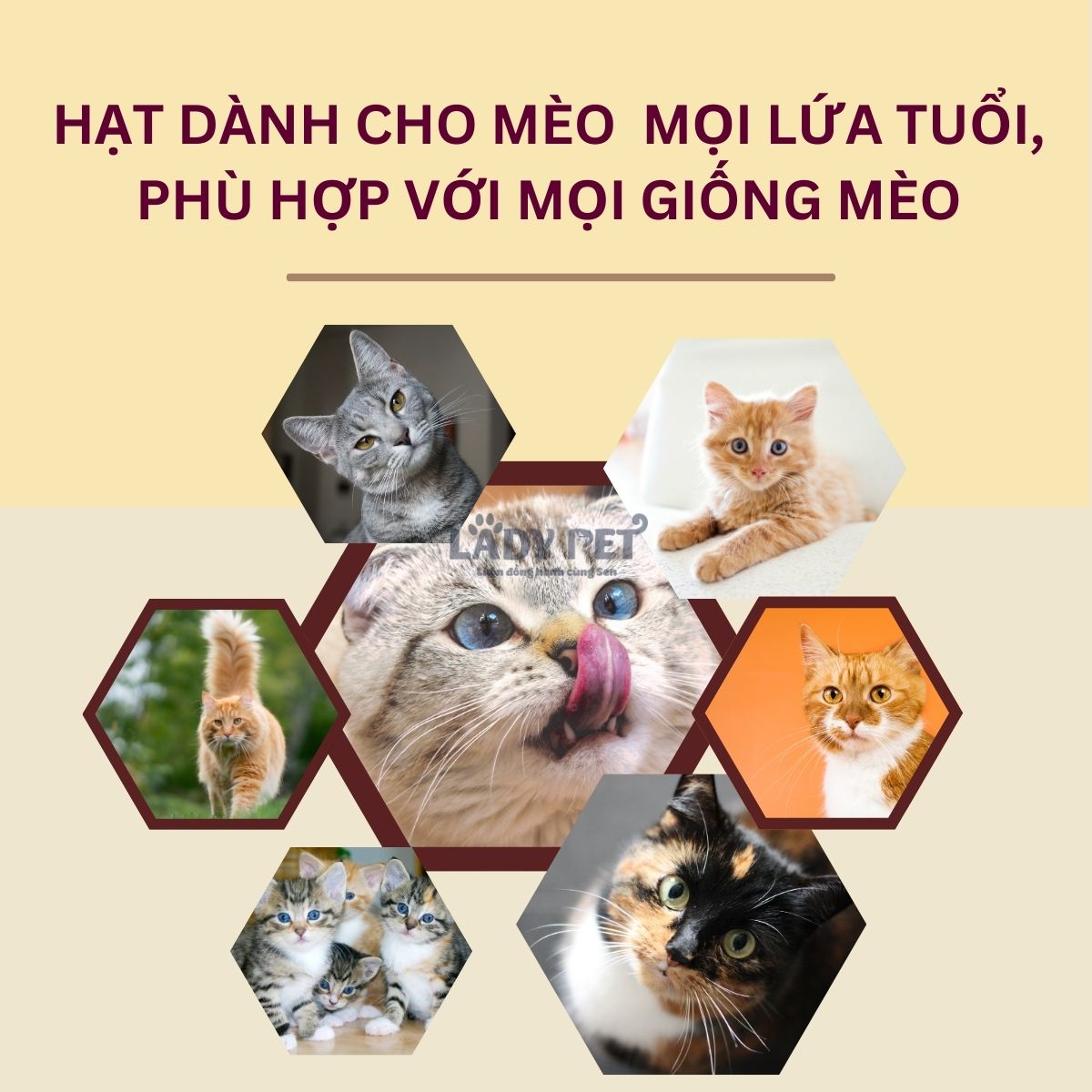 Hạt mềm zenith cho mèo_thumbnail_3