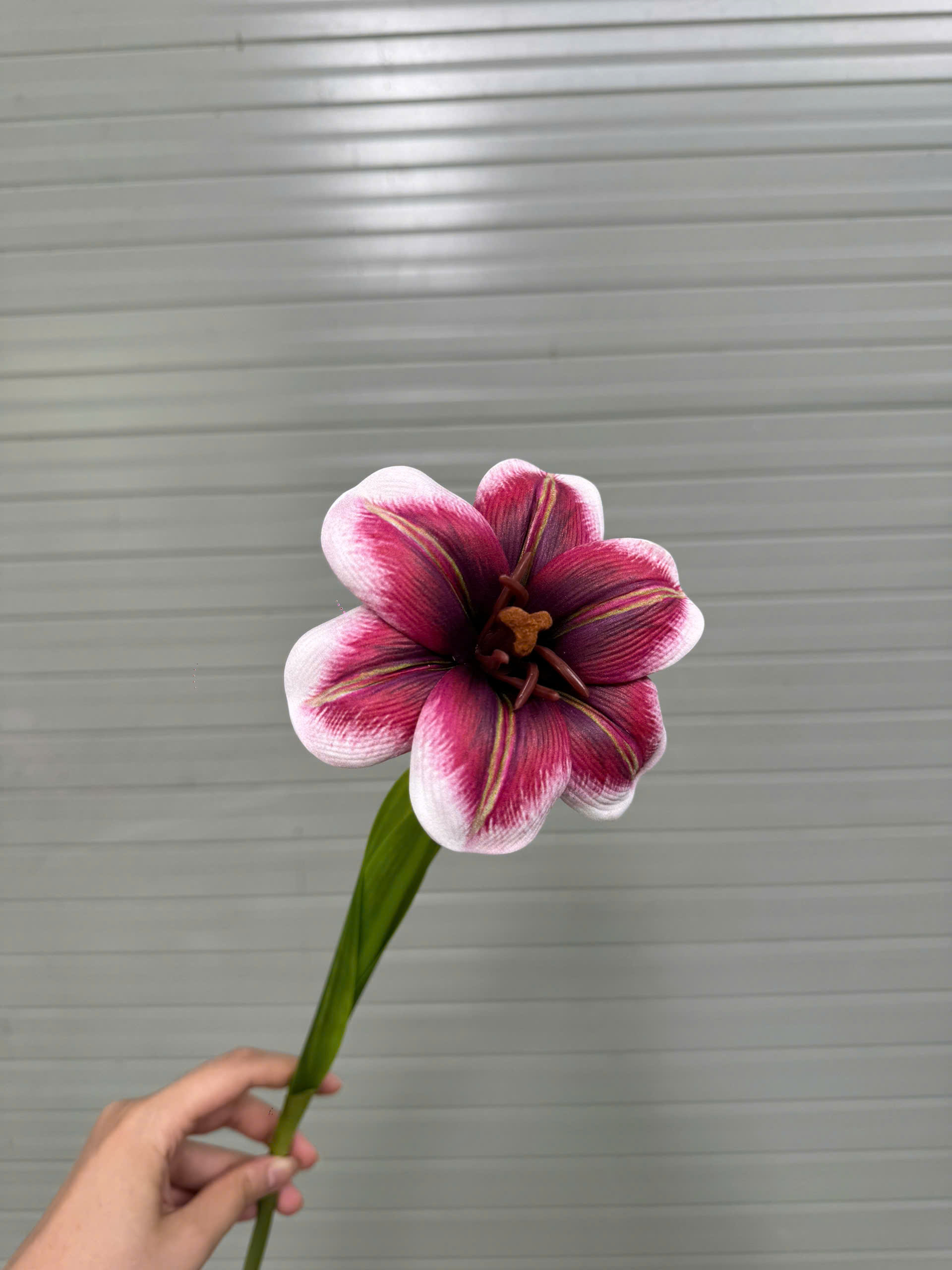 TULIP NỞ 17K_thumbnail_10