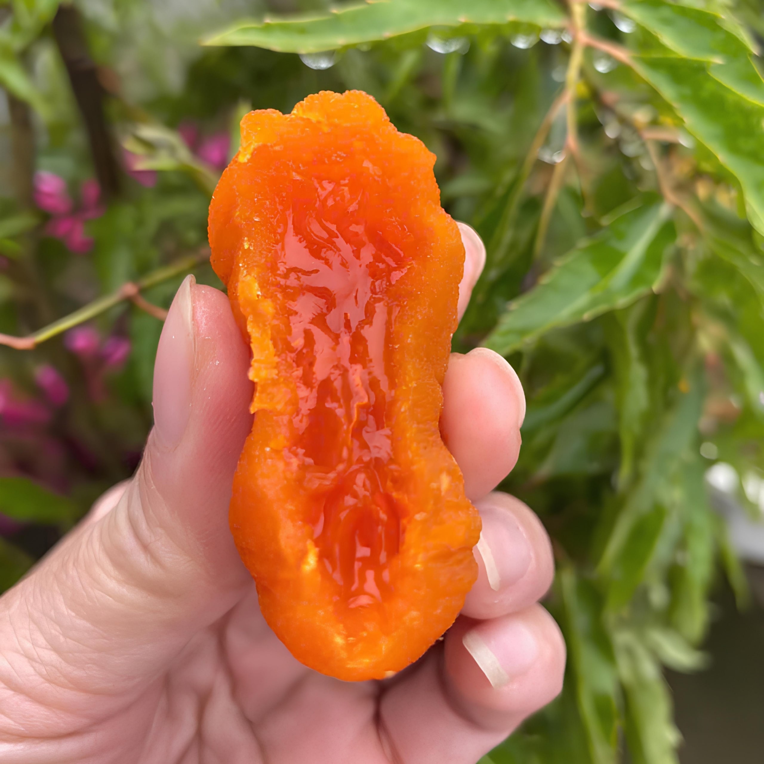 Hồng Kem Treo Gió