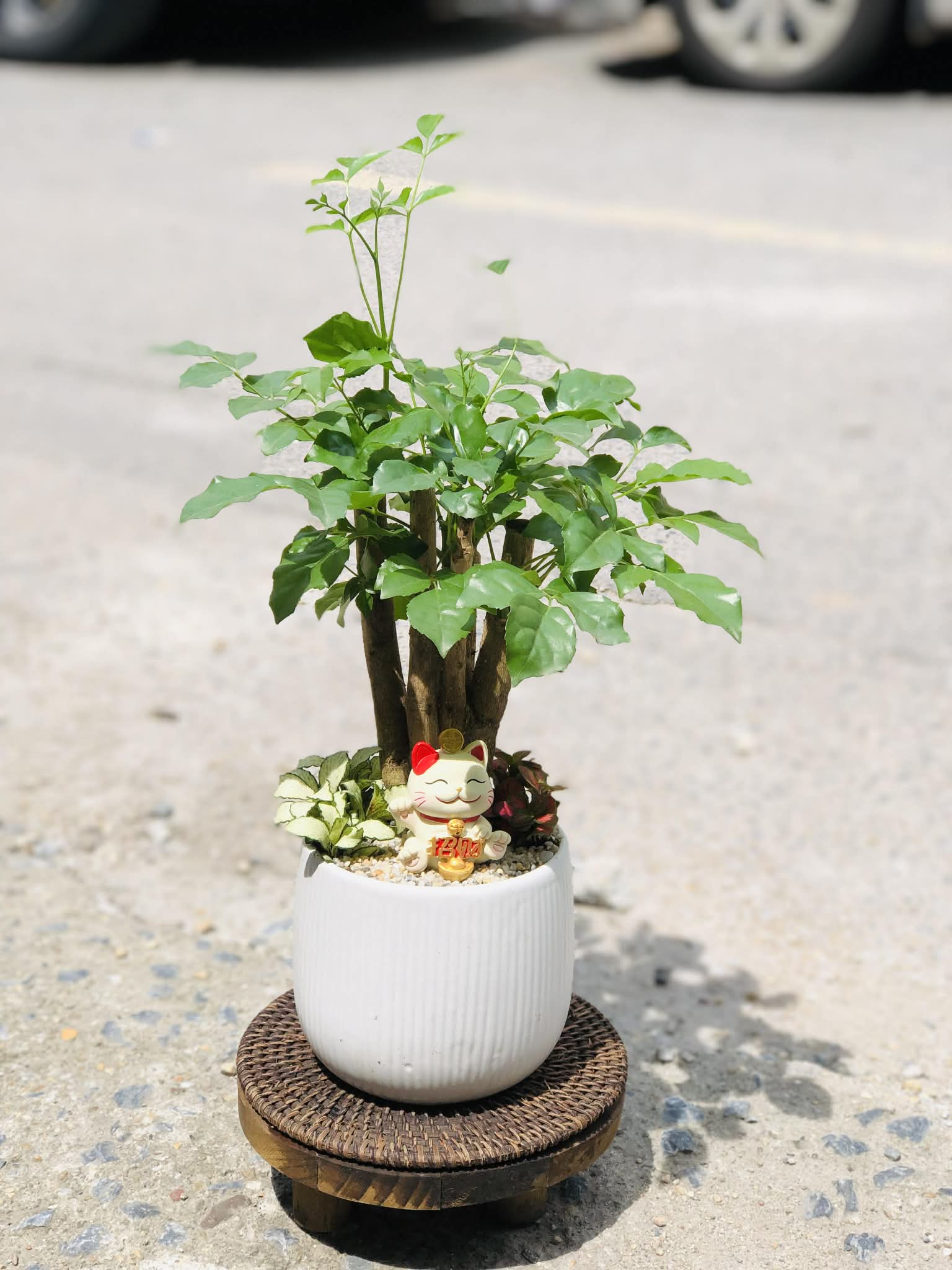 SET MIX HẠNH PHÚC CHẬU SỨ