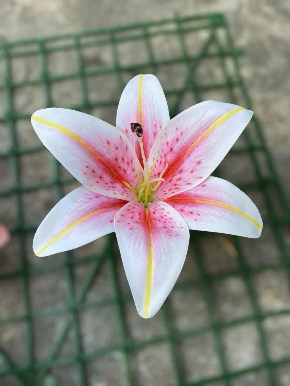 Bông ly hàng nhập 5,2K