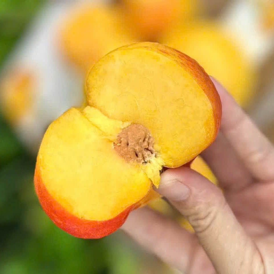 Đào Bánh Rán_thumbnail_2