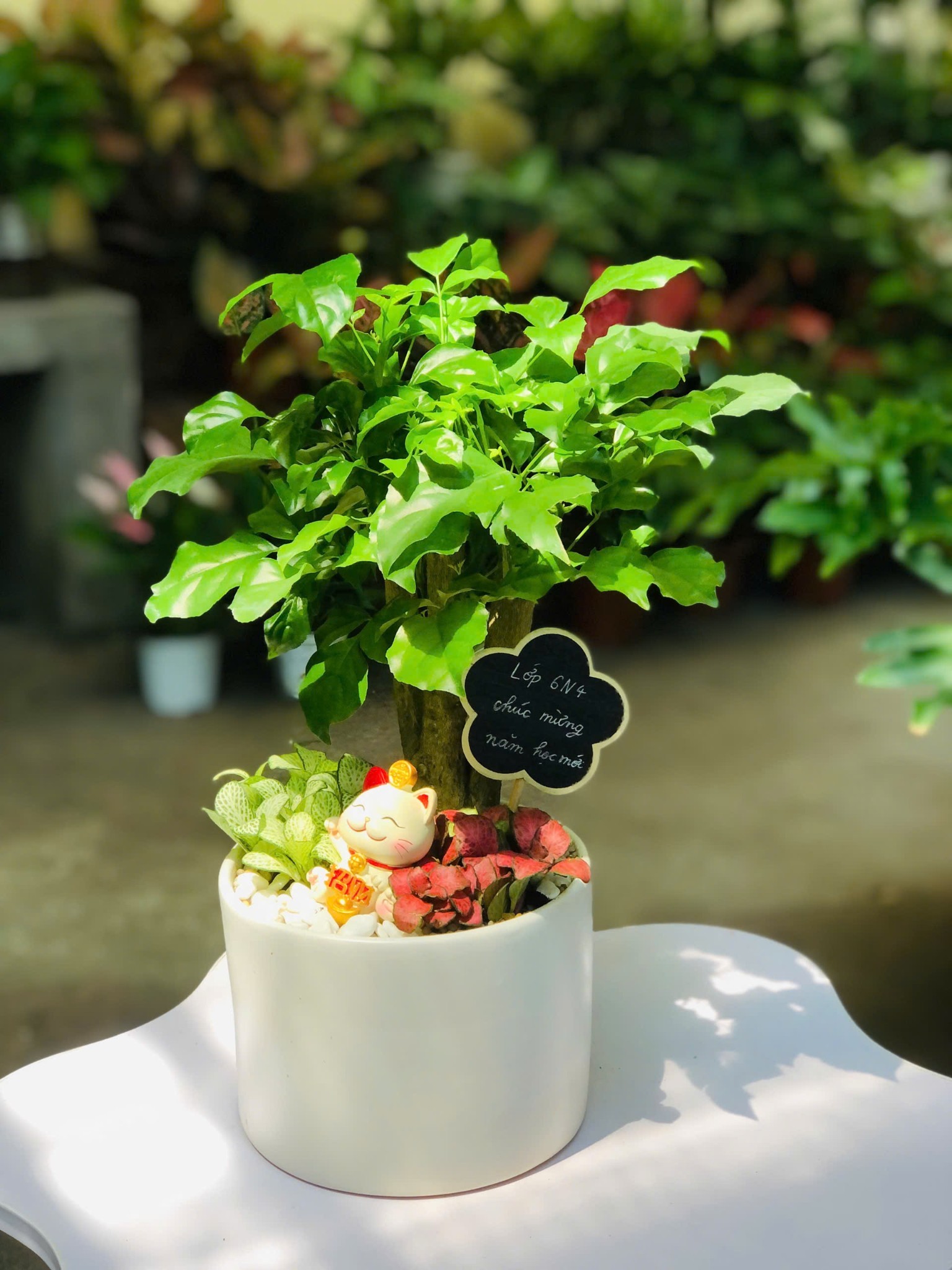 SET MIX HẠNH PHÚC CHẬU SỨ