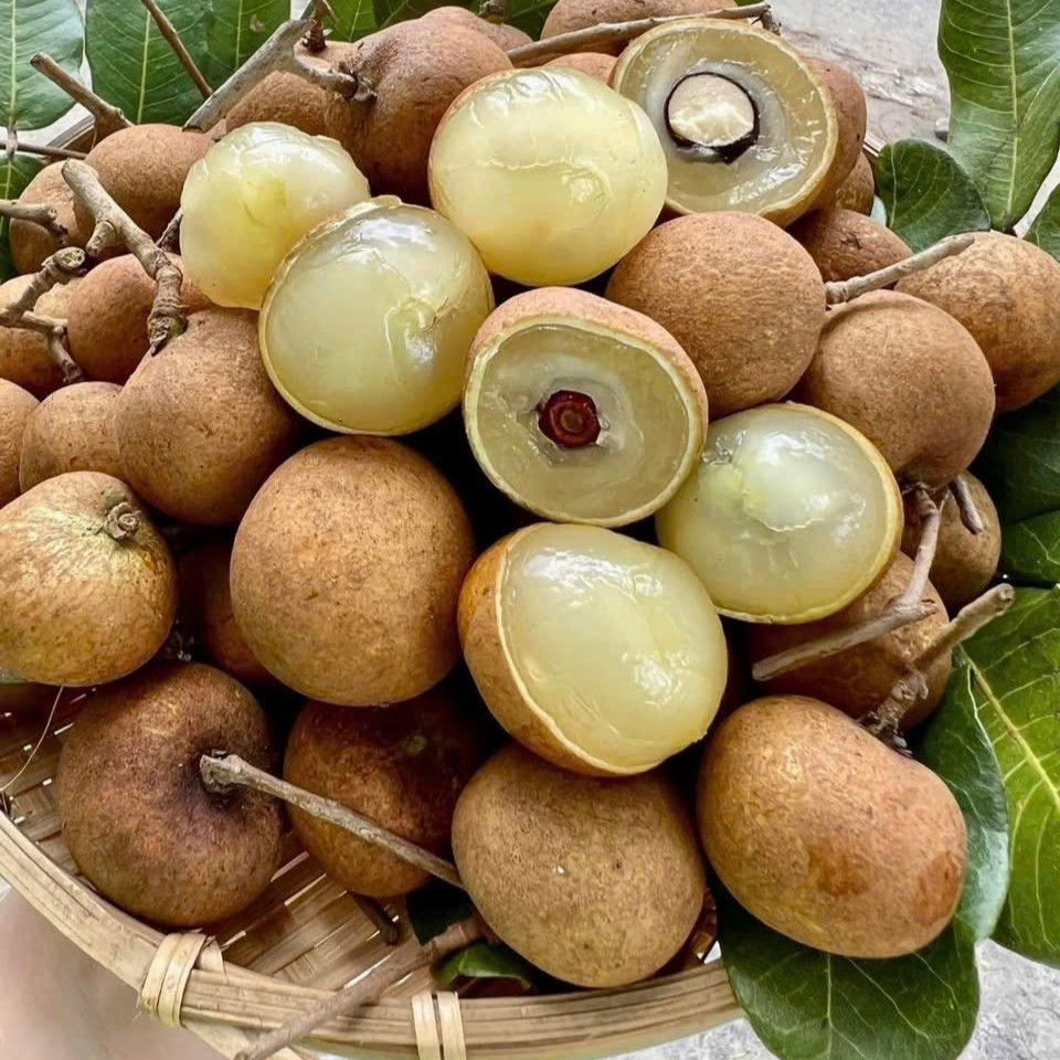 Nhãn Bắp Cải
