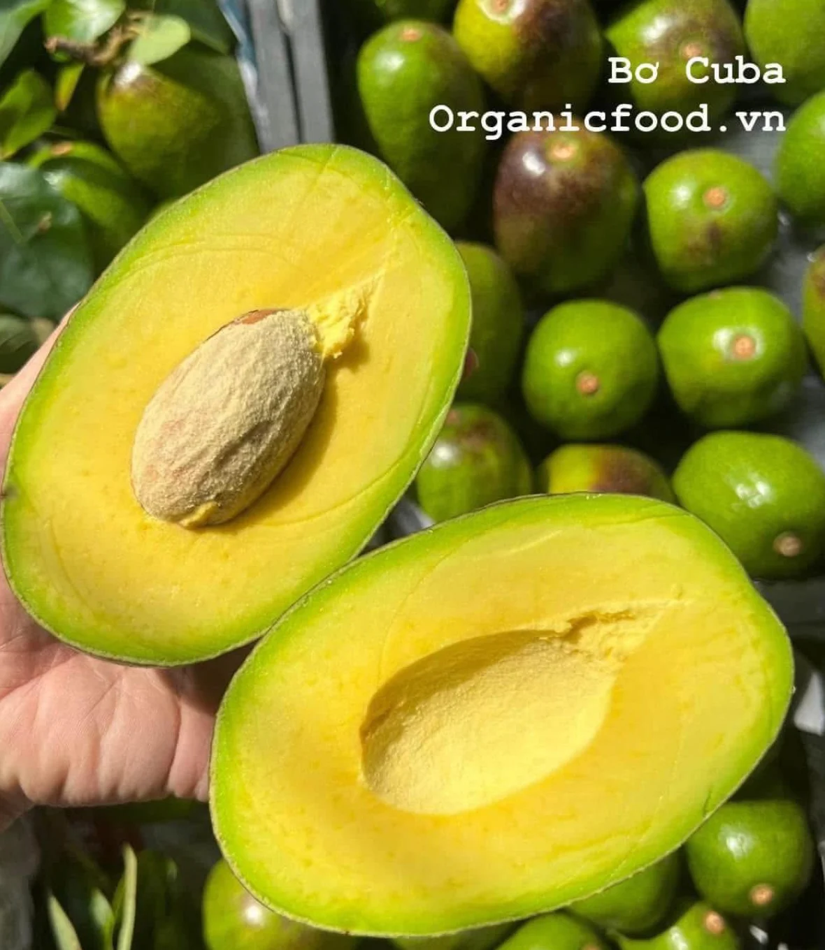 Bơ sáp giống cổ_thumbnail_1