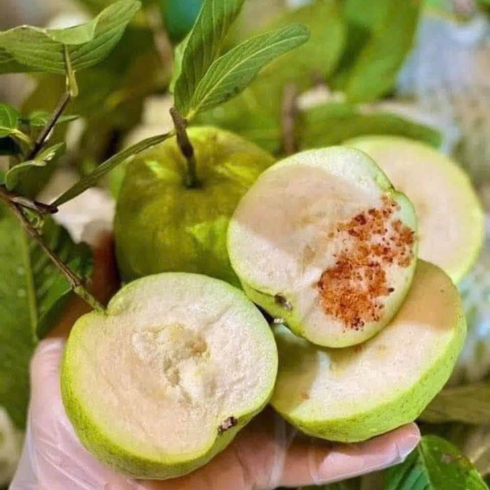 Ổi Nữ Hoàng_thumbnail_1
