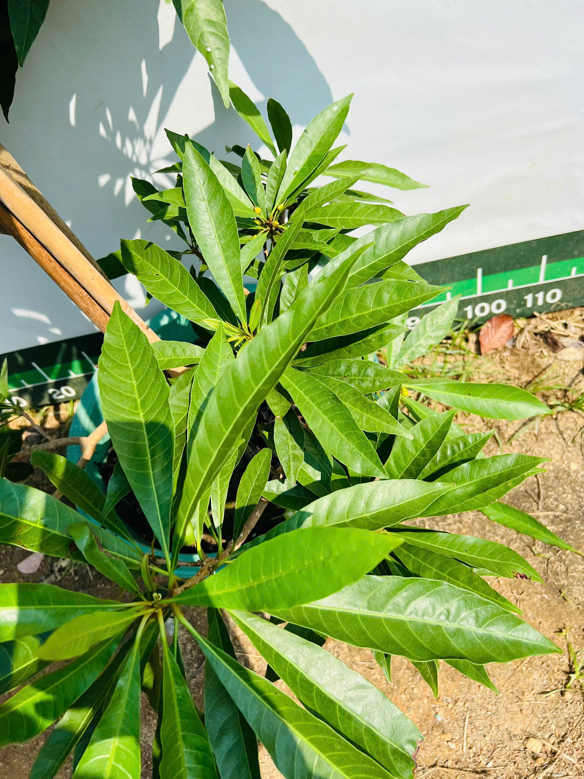 Trứng gà tứ quý cao 1.5-1.7m PT167 CALATA_thumbnail_3