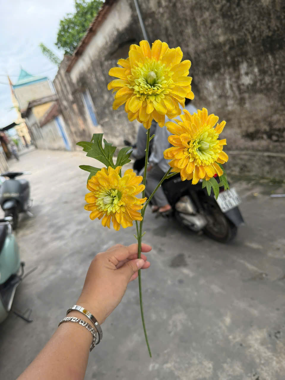 Cúc dược 3bông 18,5k_thumbnail_2