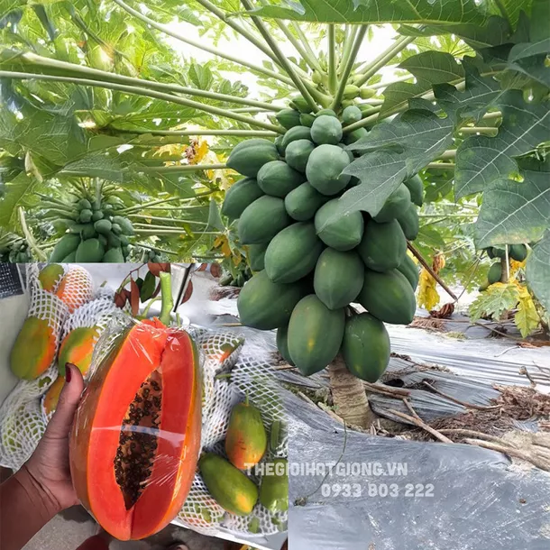 Product image - B55 - Hạt giống Đu Đủ Lùn F1 (Ruột Đỏ)