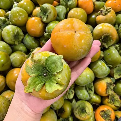 Hồng Giòn Chín Nên