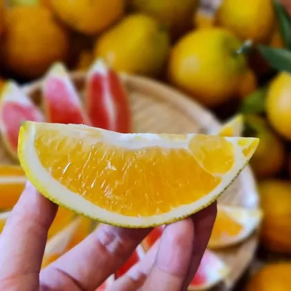 Cam Navel Mộc Châu_thumbnail_1