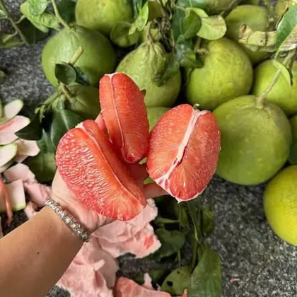 Bưởi Ruby