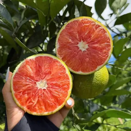 Cam Cara Ruột Đỏ