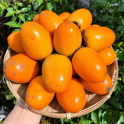 Hồng Giòn Quế Hương_thumbnail_2
