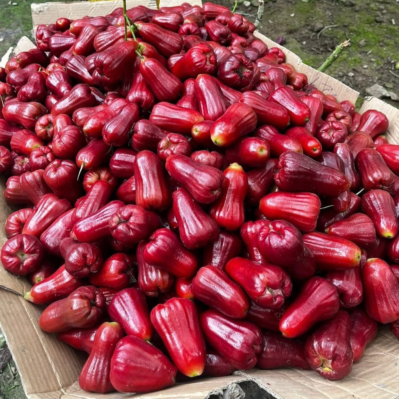 Mận An Phước_thumbnail_2