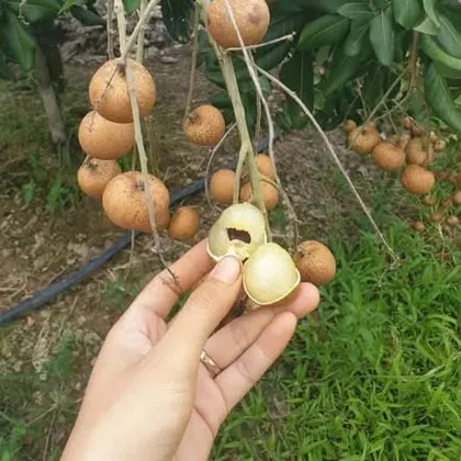 Thanh Nhãn_thumbnail_0
