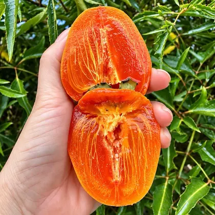 Hồng Trứng Láng_thumbnail_2