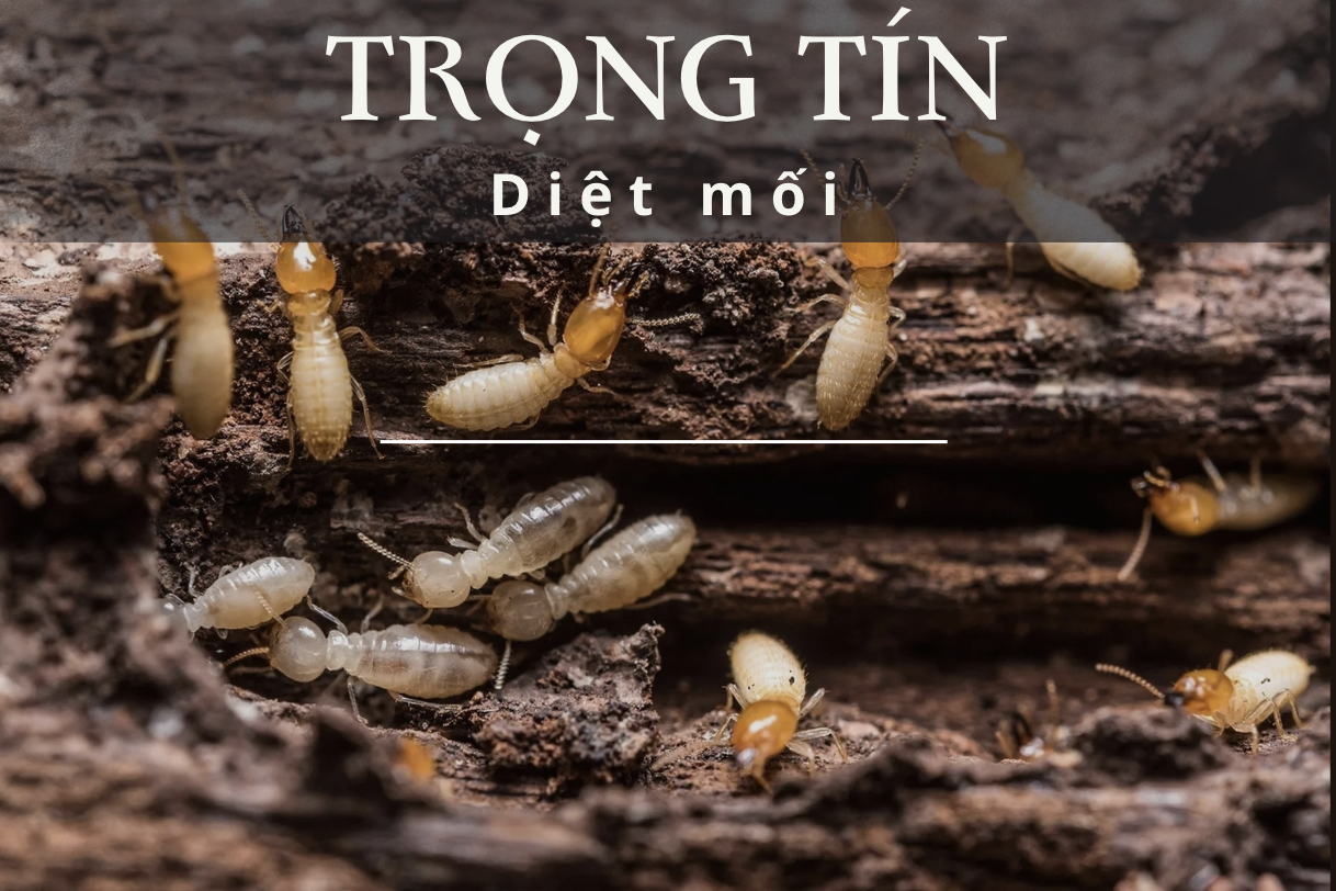 Ảnh màn hình 2026-10-13 lúc 19.45.00