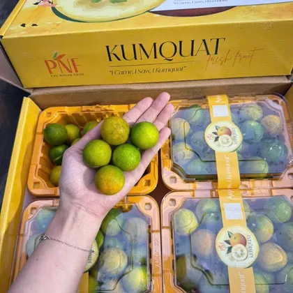 Kim Quất_thumbnail_2