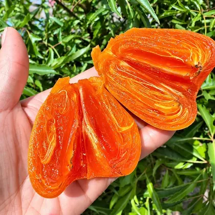 Hồng Trứng Láng_thumbnail_1