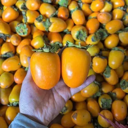 Hồng Giòn Quế Hương_thumbnail_3