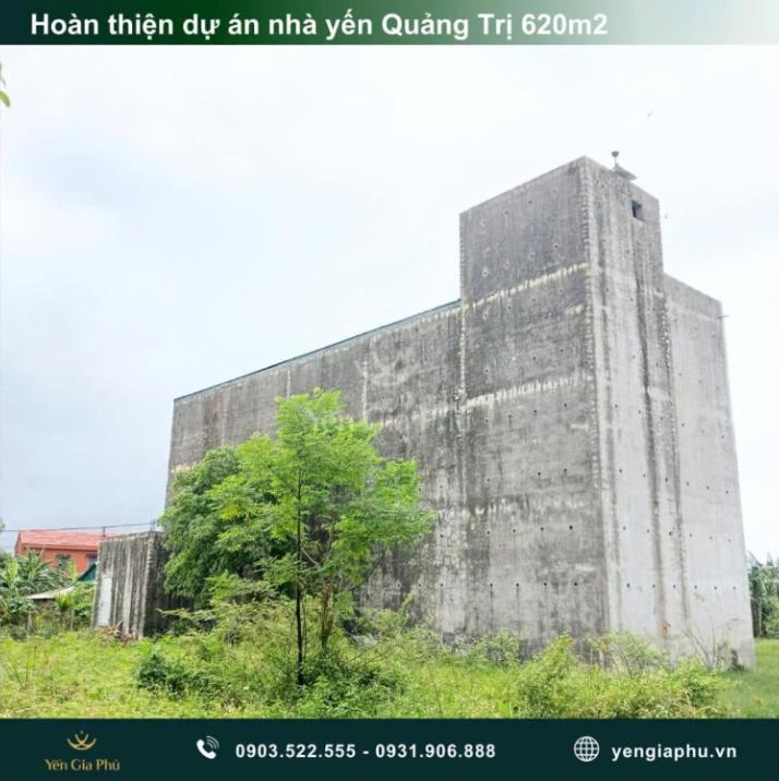 Nhà yến quy mô lớn nhất Triệu Phong, Quảng Trị: hơn 5kg yến sau 3 năm