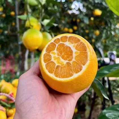 Cam Navel Mộc Châu