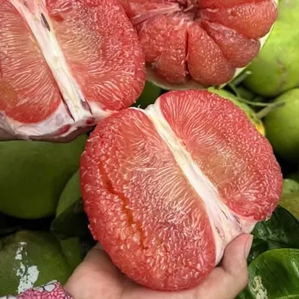 Bưởi Ruby_thumbnail_1