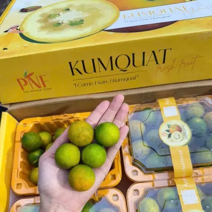 Kim Quất_thumbnail_3