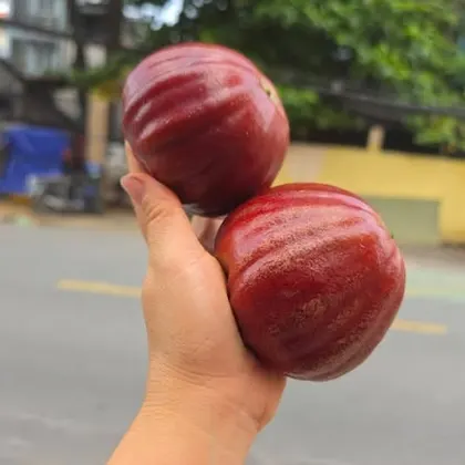 Mận Indo_thumbnail_0