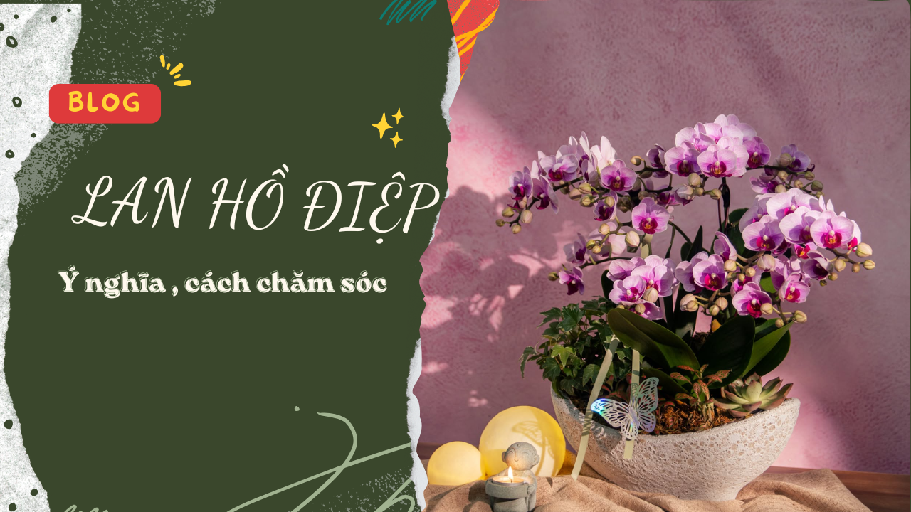 LAN HỒ ĐIỆP – Ý NGHĨA VÀ CÁCH CHĂM SÓC