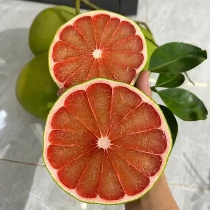 Bưởi Ruby_thumbnail_3