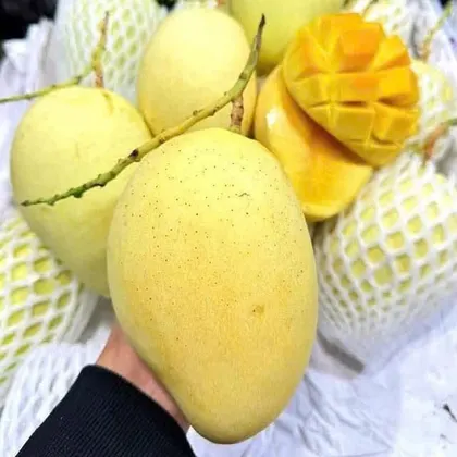 Xoài Cát Chu