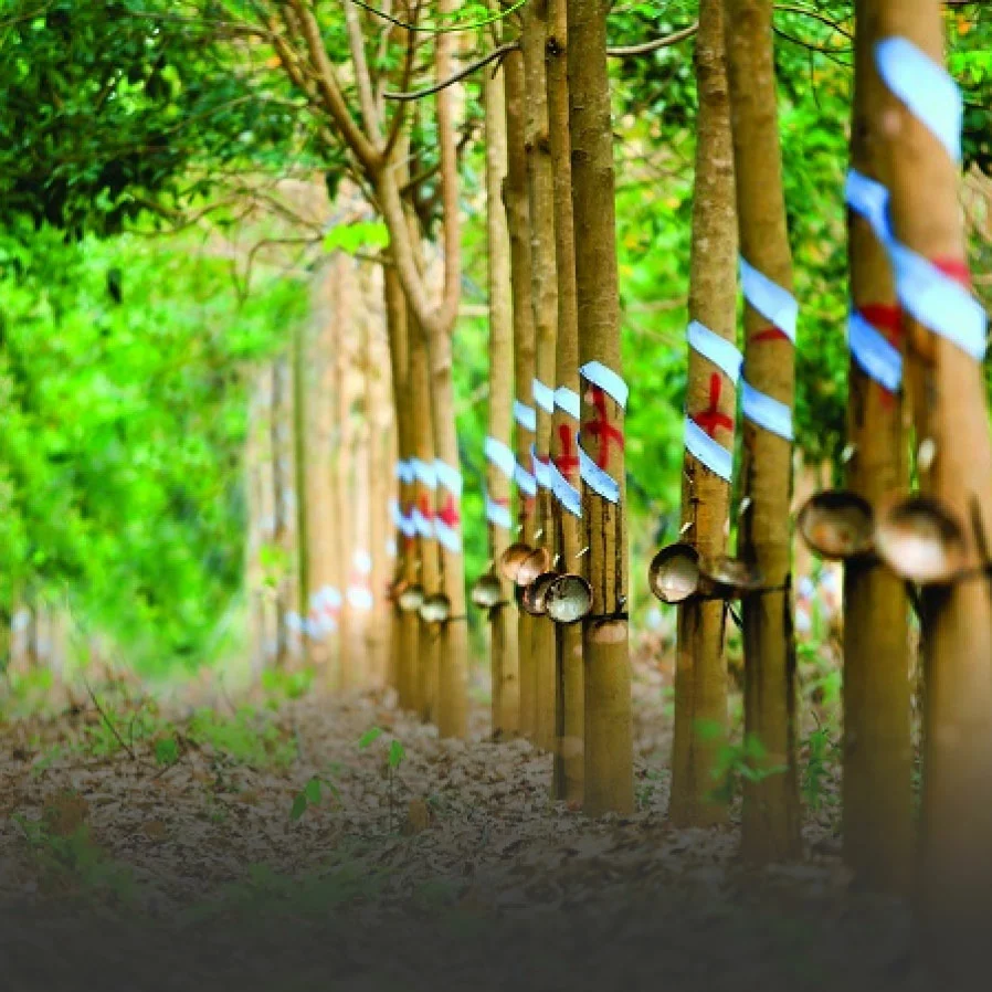 cay-cong-nghiep-optimized