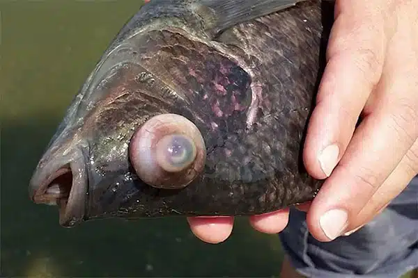 Kiểm soát và phòng bệnh Streptococus trên cá rô phi, diêu hồng mùa hè từ  Ngân Giang Việt Nam