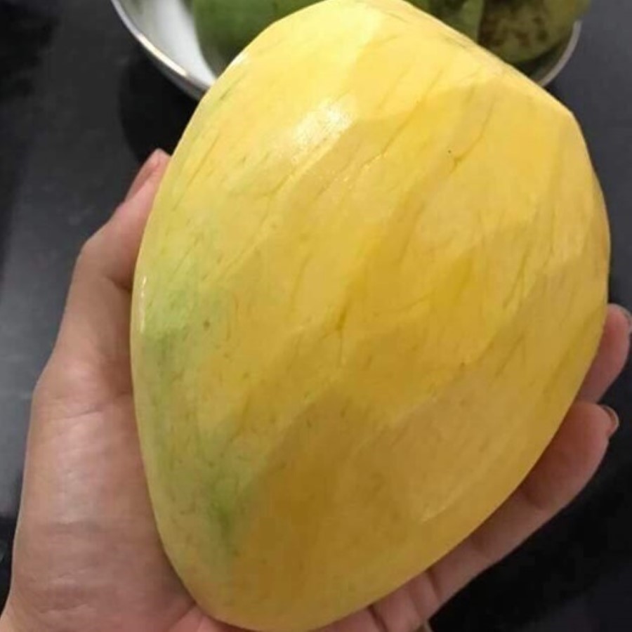 Xoài Tứ Quý_thumbnail_3