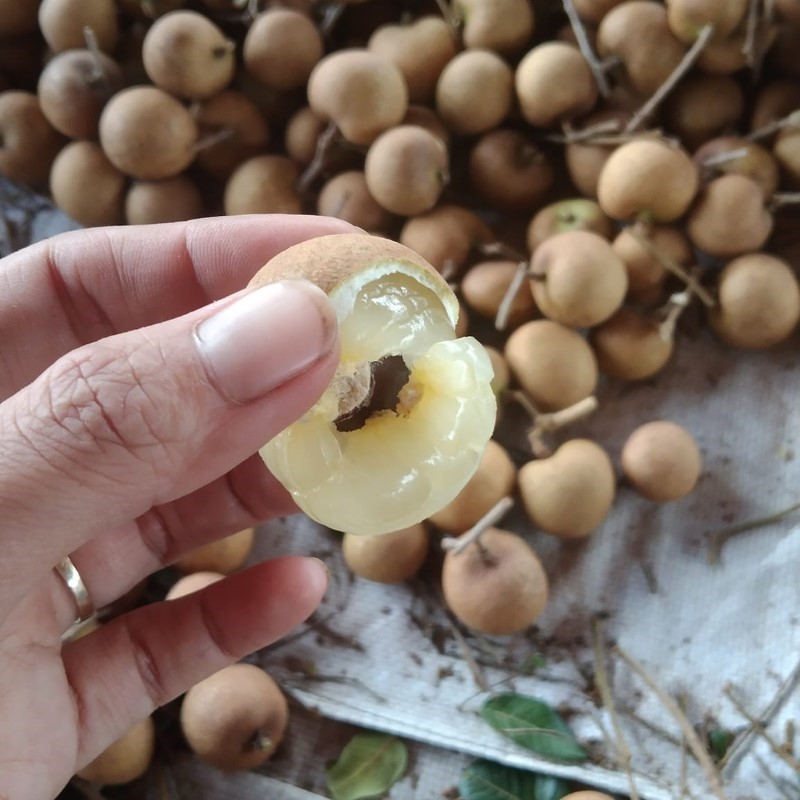 Nhãn Da Bò_thumbnail_1