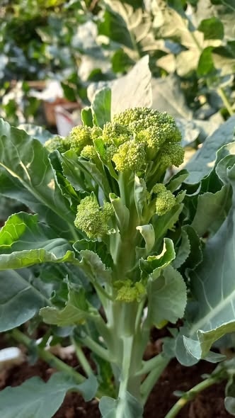 Sup lơ baby_thumbnail_1