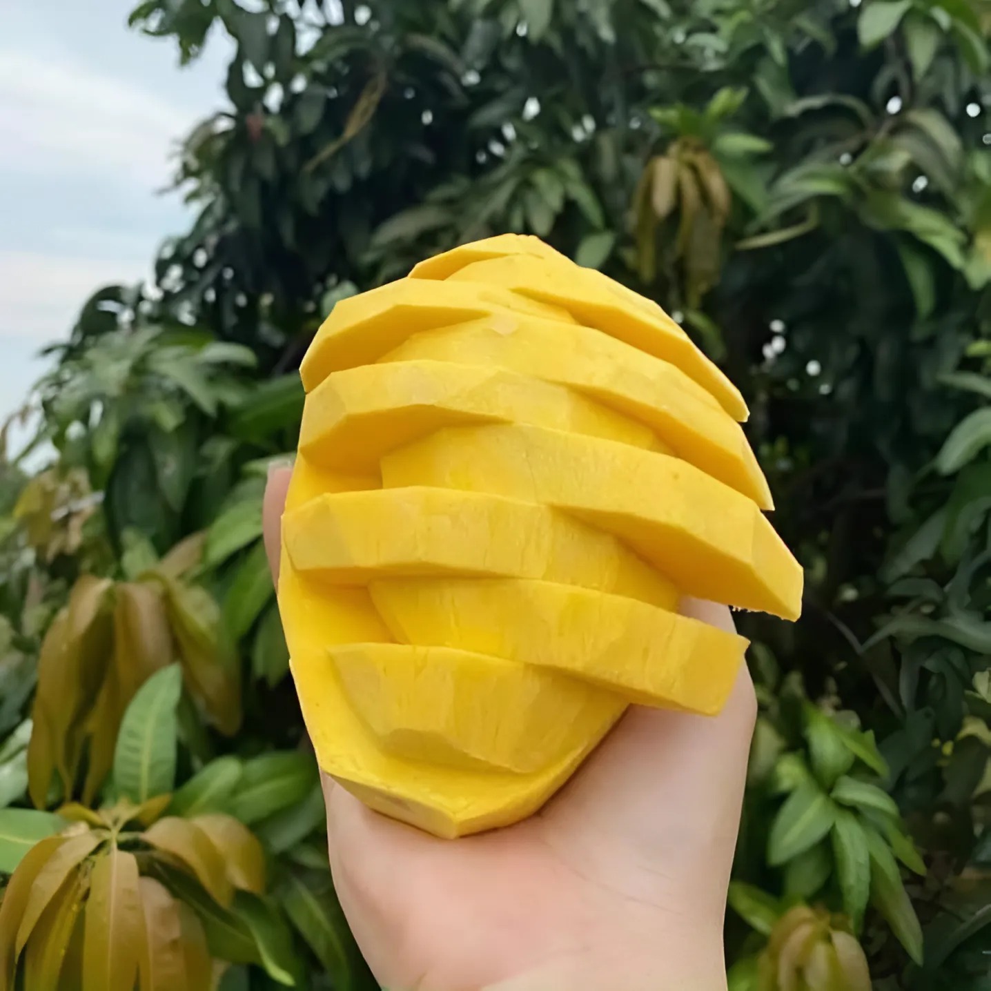 Xoài Keo Xanh_thumbnail_1