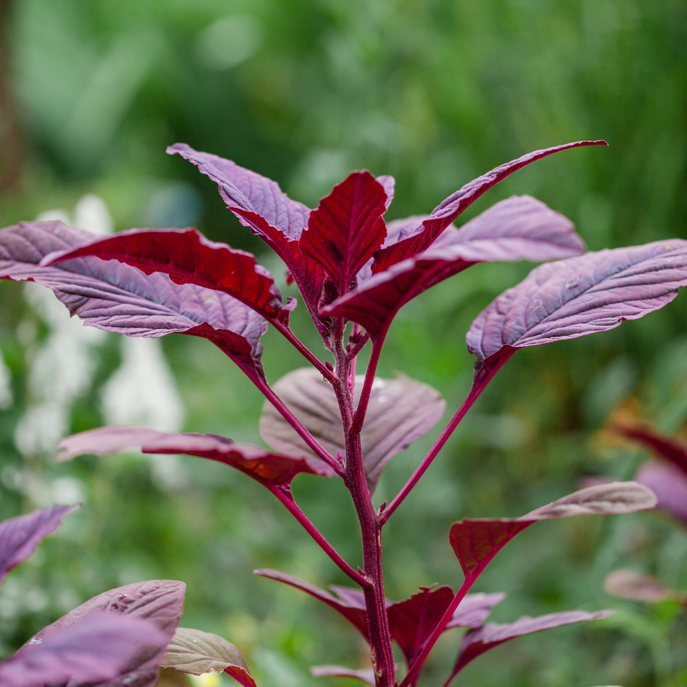 Cây Rau Dền: Vị Thuốc Bổ Huyết Từ Bữa Cơm Gia Đình
