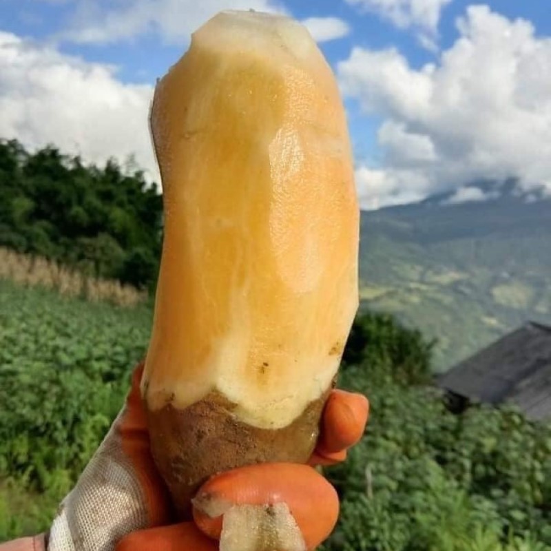 Khoai Sâm Đất (Y Tý)_thumbnail_1